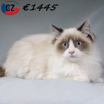Ragdoll 120725 M(CZ6394) 251125.jpg