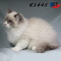 Ragdoll 120725 M(CZ6390) 251125.jpg