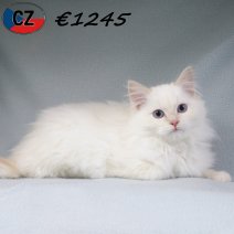 Ragdoll 080725 M(CZ1212) 251125.jpg