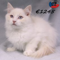 Ragdoll 100625 M(CZ2889) 141025.jpg