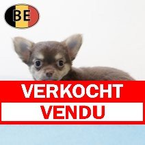Chihuahua 200825 M (BE5320) 241025 verkocht - vendu.jpg