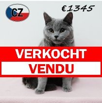 Britse korthaar 090625 F (CZ6378) 051125 verkocht - vendu.jpg