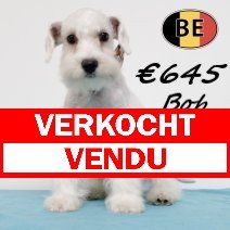 Schnoodle Bob 100725 M(BE0818) 211025 verkocht - vendu.jpg
