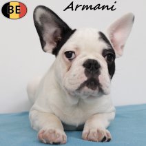 Franse Bulldog Armani 040825 M(BE0809) 251125.jpg