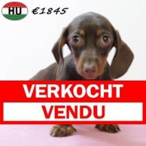 Teckel 020725 F(HU2975) 271025 Verkocht - Vendu.jpg