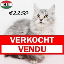Maine Coon 040825 F(HU7356) 191125 Verkocht - Vendu.jpg
