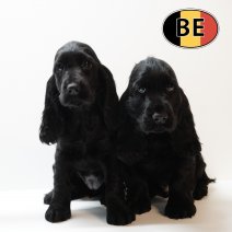 Engelse Cocker 240925 - 261125.JPG