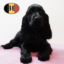 Engelse Cocker 240925 F (BE5119) 261125.JPG