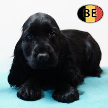 Engelse Cocker 240925 M (BE4370) 261125.JPG