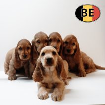 Engelse Cocker 280925 F - 261125.JPG