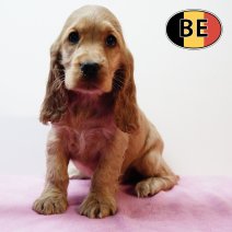 Engelse Cocker 280925 F (BE4241) 261125.JPG