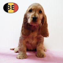 Engelse Cocker 280925 F (BE4957) 261125.JPG