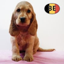 Engelse Cocker 280925 F (BE4974) 261125.JPG