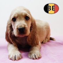 Engelse Cocker 280925 F (BE5273) 261125.JPG