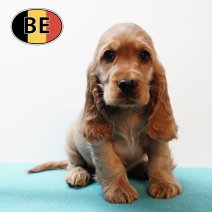 Engelse Cocker 280925 M (BE4731) 261125.JPG