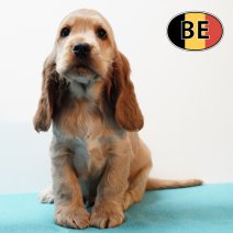 Engelse Cocker 280925 M (BE5209) 261125.JPG