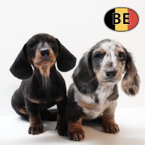 Teckel 280925 - 261125.JPG