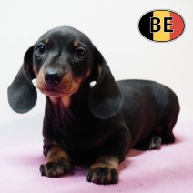 Teckel 280925 F (BE5241) 261125.JPG