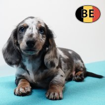 Teckel 280925 M (BE5011) 261125.JPG