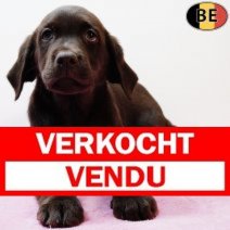 Labrador 100925 F(BE5280) 141125 Verkocht - Vendu.jpg