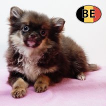 Pomchi 150825 F (BE1072) 261125.JPG