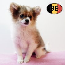 Pomchi 150825 F (BE1083) 261125.JPG