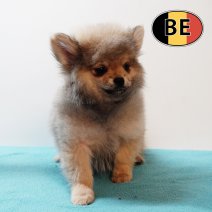 Pomchi 150825 M (BE1084) 261125.JPG