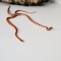 korenslang 211125 1.JPG