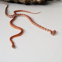 korenslang 211125 2.JPG