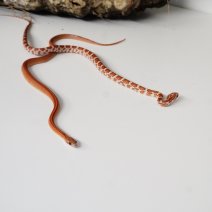 korenslang 211125 3.JPG