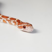 korenslang 211125 4.JPG