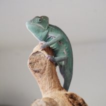 jemenkameleon 211125.JPG