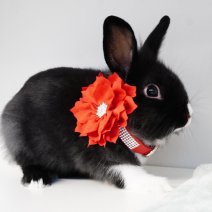 dwergkonijn 211125 1a.JPG