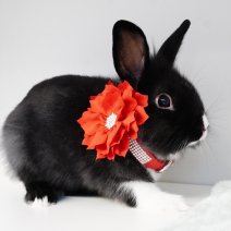 dwergkonijn 211125 1b.JPG