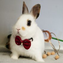 dwergkonijn 211125 4.JPG