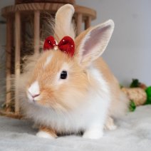 dwergkonijn 211125 5.JPG