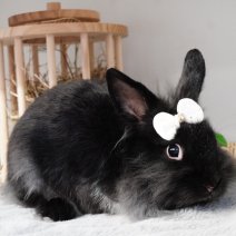 dwergkonijn 211125 6.JPG