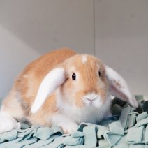 dwergkonijn 211125 2a.JPG