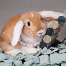 dwergkonijn 211125 2b.JPG