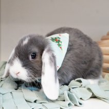 dwergkonijn 211125 3a.JPG