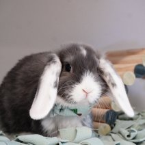 dwergkonijn 211125 3b.JPG