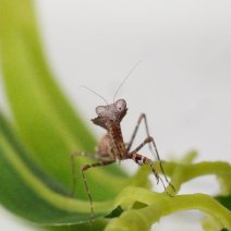 dead leaf mantis 21125 1.JPG