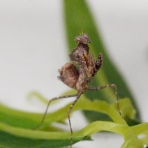 dead leaf mantis 21125 2.JPG