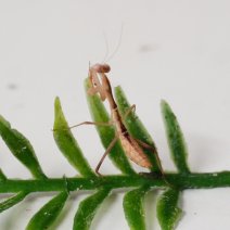 Timor giant shield mantis 211125 1.JPG