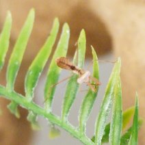 Timor giant shield mantis 211125 2.JPG