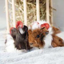 cavia 211125 1a.JPG