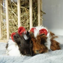cavia 211125 1b.JPG