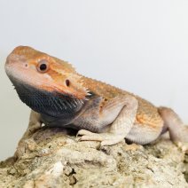 baardagame 211125 1a.JPG