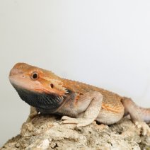 baardagame 211125 1b.JPG