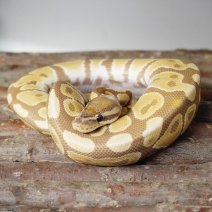 koningspython ultramel het pied 211125 2.JPG